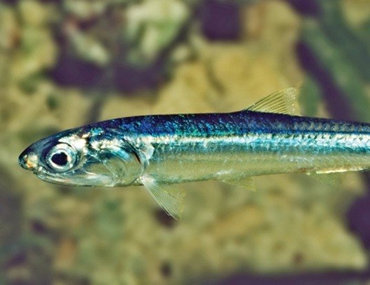 Shocking Discovery The Secret Life Of Anchovy Fins Scales - qdycqu0