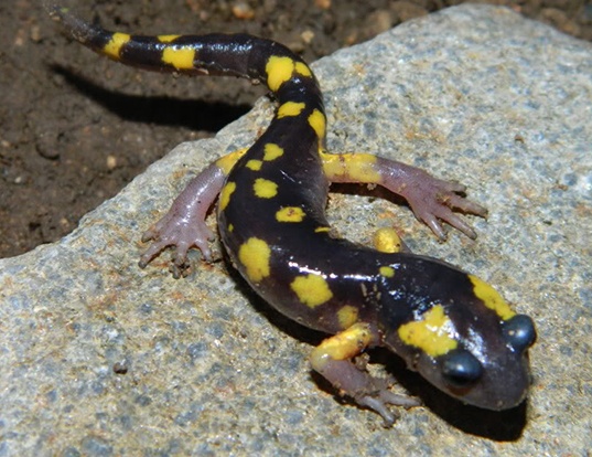 Picture of a yellow-blotched salamander (Ensatina eschscholtzii croceater)