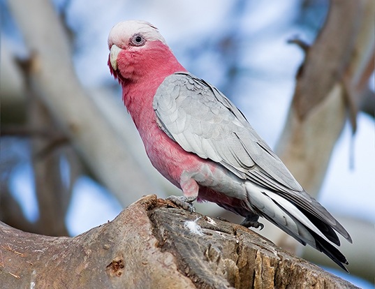 Picture of a galah (Eolophus roseicapilla)