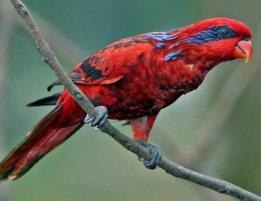 Picture of a blue-streaked lory (Eos reticulata)