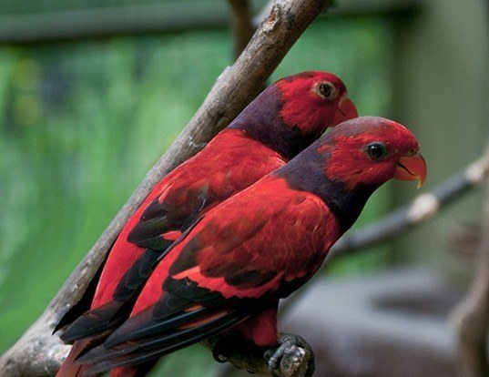 Picture of a violet-necked lory (Eos squamata)