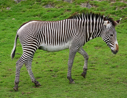 Picture of a grevy's zebra (Equus grevyi)