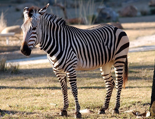 Picture of a mountain zebra (Equus zebra)