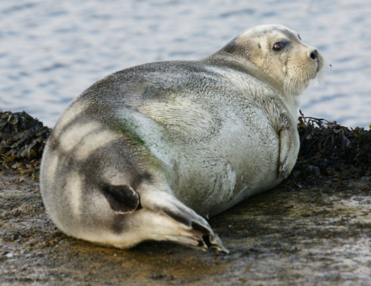Picture of a bearded seal (Erignathus barbatus)