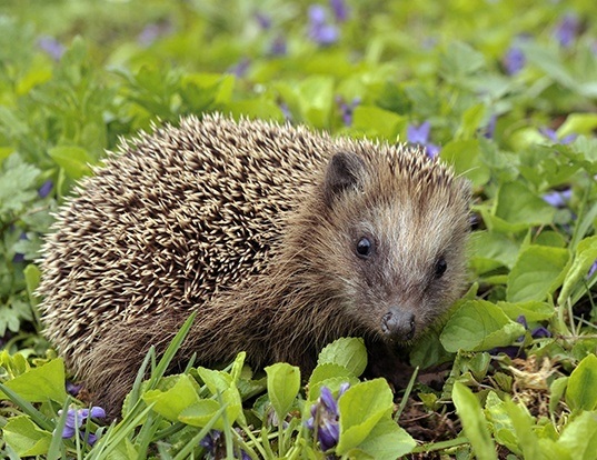 Picture of a western european hedgehog (Erinaceus europaeus)