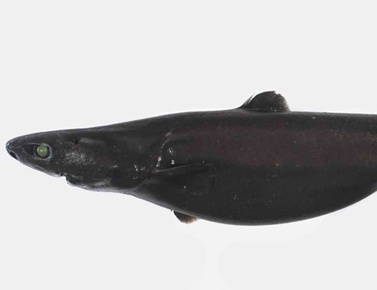 dwarf lantern shark lifespan