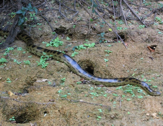 Picture of a yellow anaconda (Eunectes notaeus)