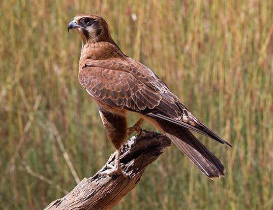 Picture of a brown falcon (Falco berigora)