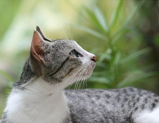 Picture of a domestic cat (Felis catus)