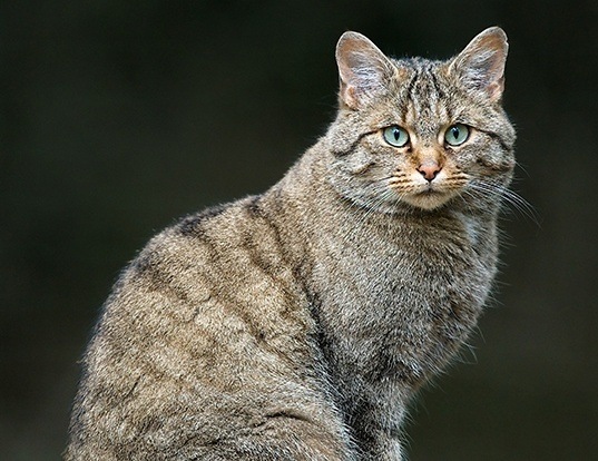 WILD CAT LIFE EXPECTANCY