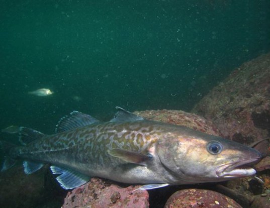 MURRAY COD LIFE EXPECTANCY