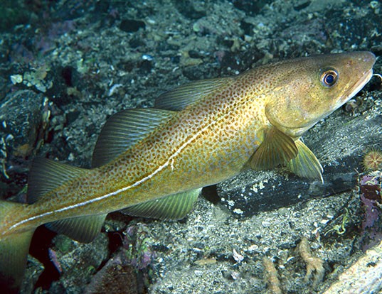 GREENLAND COD LIFE EXPECTANCY