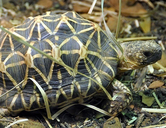 Picture of a indian star tortoise (Geochelone elegans)