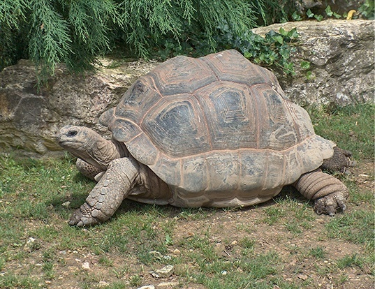 Picture of a aldabra tortoise (Geochelone gigantea)