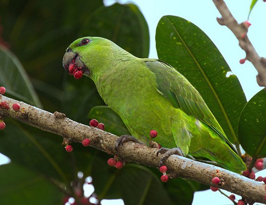 Picture of a short-tailed parrot (Graydidascalus brachyurus)