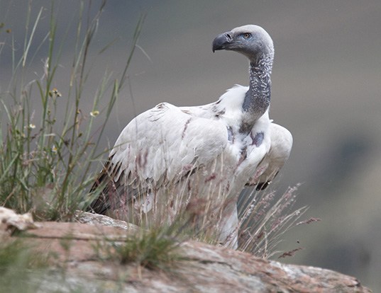 Picture of a cape vulture (Gyps coprotheres)