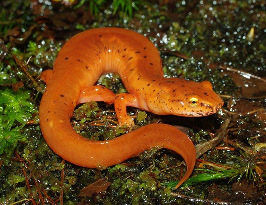 Picture of a blue ridge spring salamander (Gyrinophilus porphyriticus danielsi)