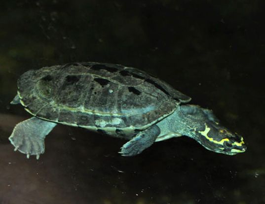 Picture of a crowned river turtle (Hardella thurjii)