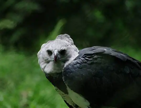 HARPY EAGLE LIFE EXPECTANCY