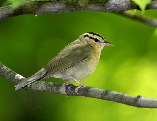 Picture of a worm-eating warbler (Helmitheros vermivorum)