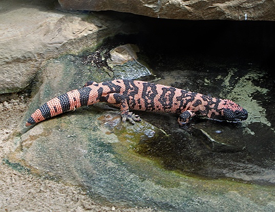 gila monster toy