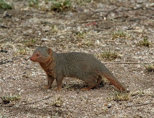 BLACK-FOOTED MONGOOSE LIFE EXPECTANCY