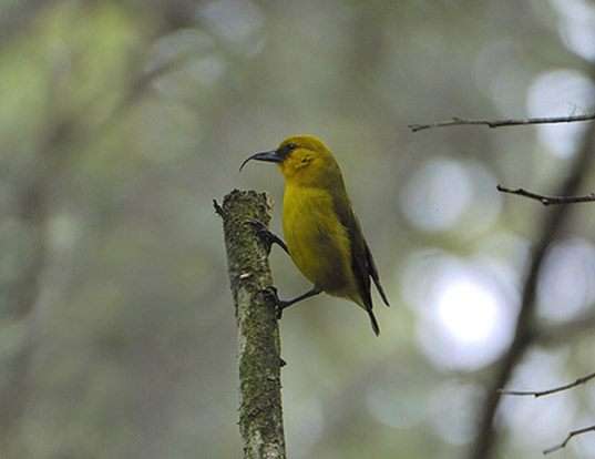 AKIAPOLAAU LIFE EXPECTANCY