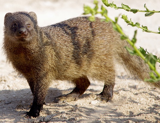 BLACKFOOTED MONGOOSE LIFE EXPECTANCY