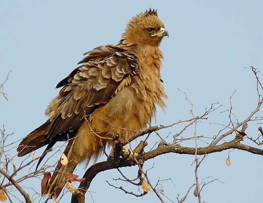Picture of a wahlberg's eagle (Hieraaetus wahlbergi)