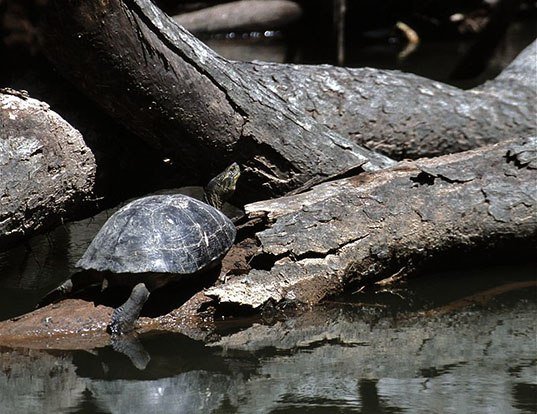 Picture of a temple turtle (Hieremys annandalii)