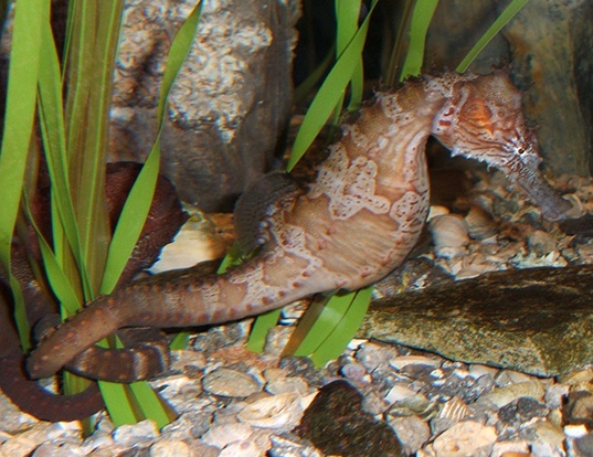 Picture of a lined seahorse (Hippocampus erectus)