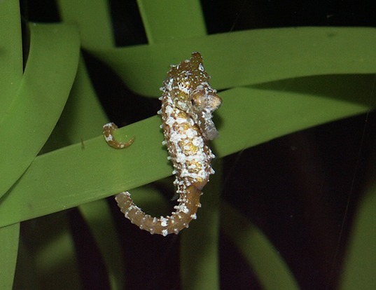 Picture of a dwarf seahorse (Hippocampus zosterae)