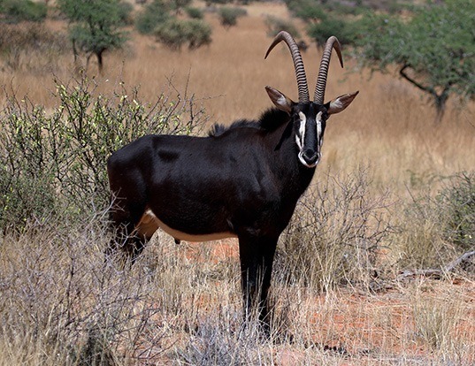 Picture of a sable antelope (Hippotragus niger)