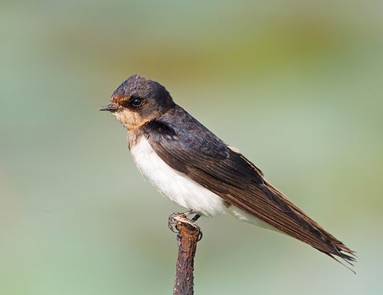 Barn Swallow Life Expectancy