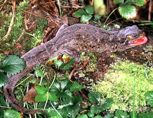 Picture of a duvaucel's gecko (Hoplodactylus duvaucelii)