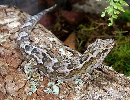 Picture of a pacific sticky-toed gecko (Hoplodactylus pacificus)