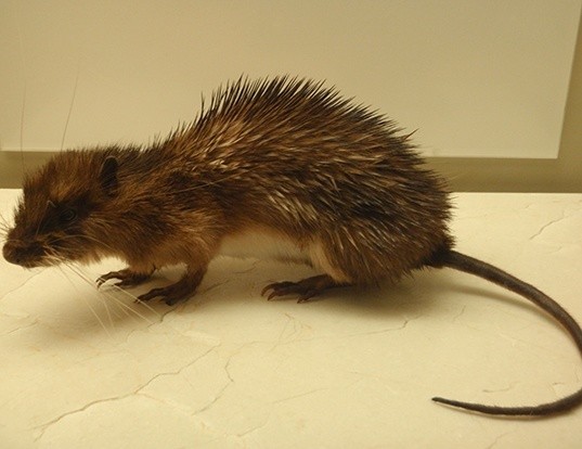 BROWN RAT LIFE EXPECTANCY