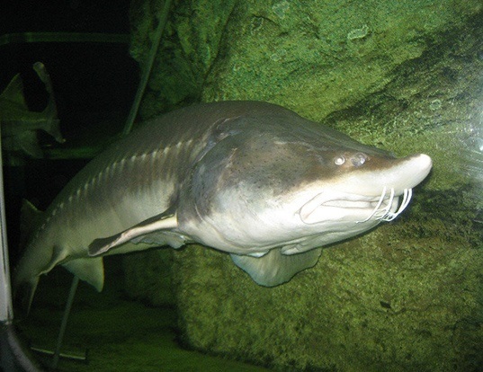 Russian Blue Cat Litter Size Annie Many
