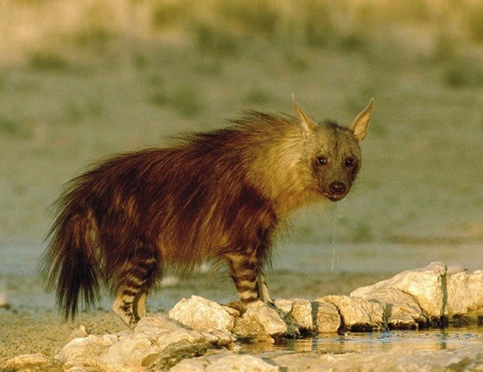 Picture of a brown hyena (Hyaena brunnea)