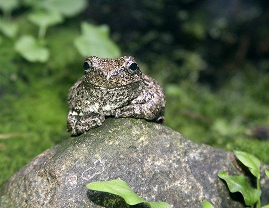 Picture of a gray treefrog (Hyla versicolor)