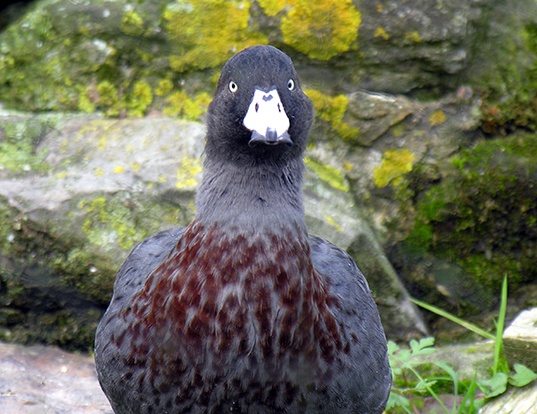 Picture of a blue duck (Hymenolaimus malacorhynchos)