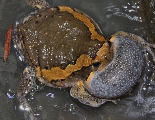 Picture of a malaysian narrowmouth toad (Kaloula pulchra)