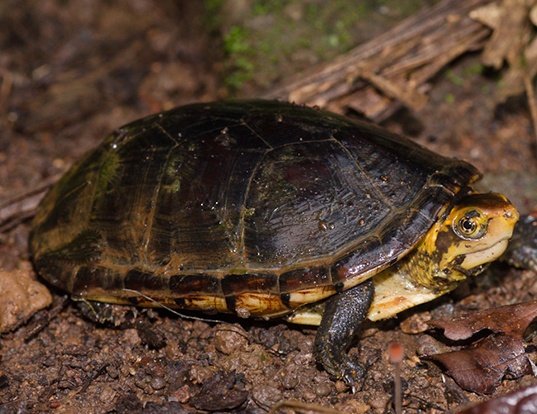 Picture of a white-lipped mud turtle (Kinosternon leucostomum)