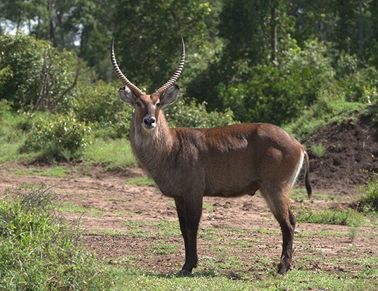 Picture of a waterbuck (Kobus ellipsiprymnus)