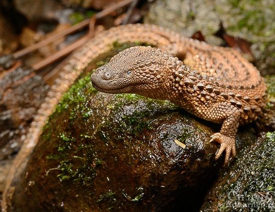 Picture of a borneo earless monitor (Lanthanotus borneensis)