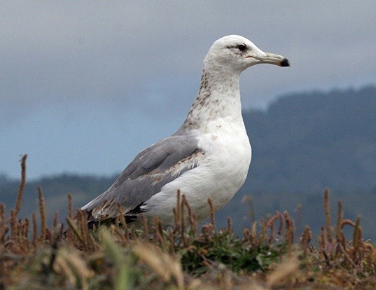 Picture of a california gull (Larus californicus)