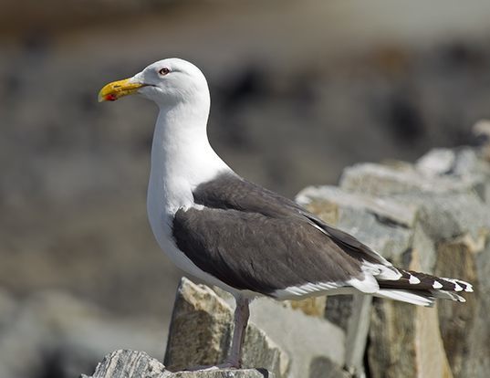 Picture of a great black-backed gull (Larus marinus)