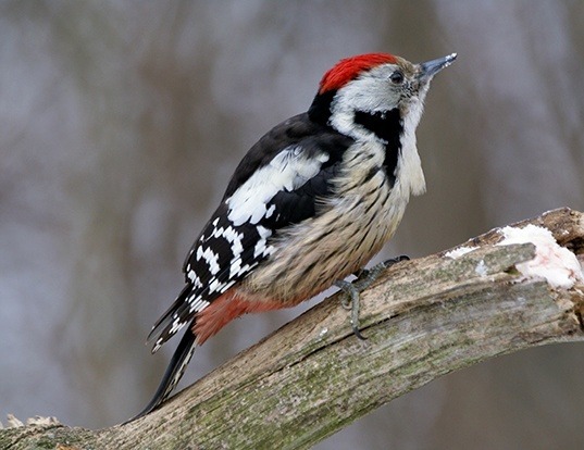 Picture of a middle spotted woodpecker (Leiopicus medius)