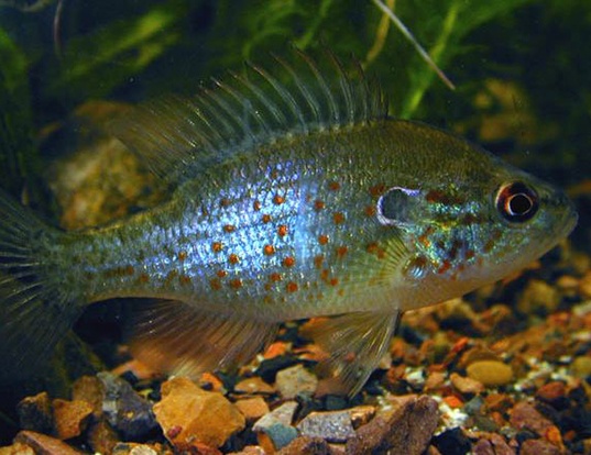 Orangespotted Sunfish Life Expectancy Orangespotted Sunfish Life Expectancy