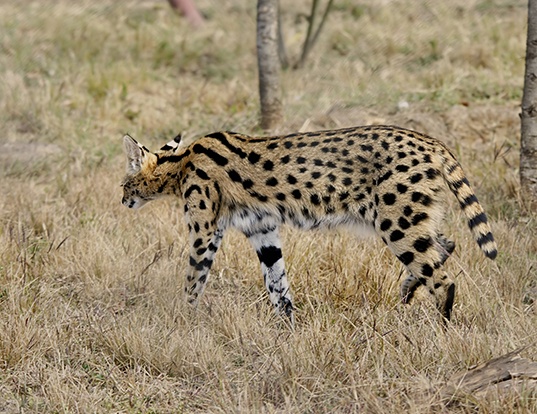 Picture of a serval (Leptailurus serval)